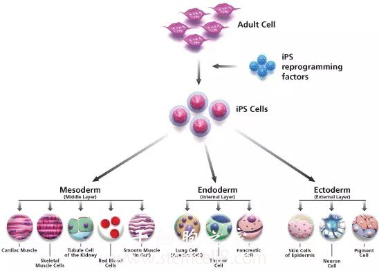 量产干细胞，糖尿病将迎来个体化疗法